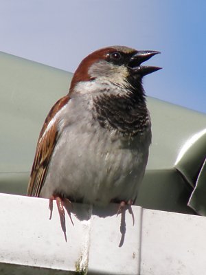 Sparrow - DZ.jpg