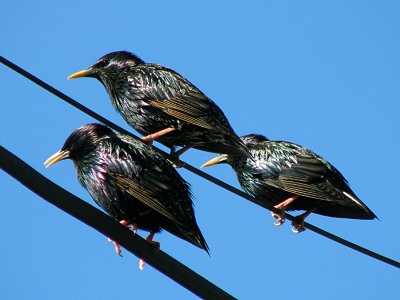 3 Starlings.jpg