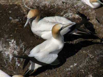 Gannets 1.jpg