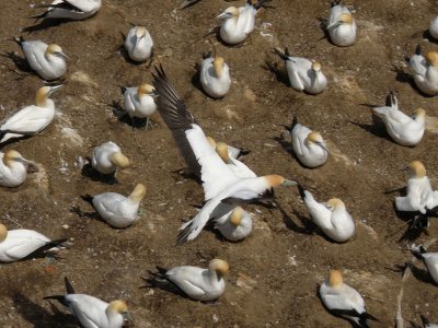 Gannets 3.jpg