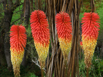 4 Red Hot Pokers.jpg
