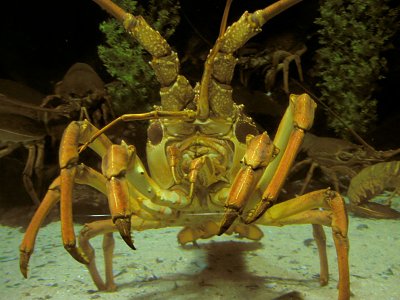 Crayfish.jpg