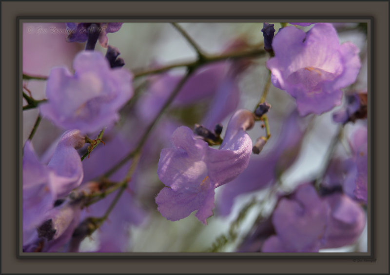 Summer Light, Breeze And The Jacaranda