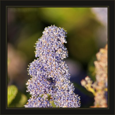 Garden Varietal Of Hybrid Ceanothus