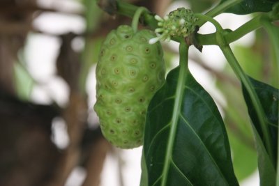 Trái nhầu trên bờ biển - Noni on the beach