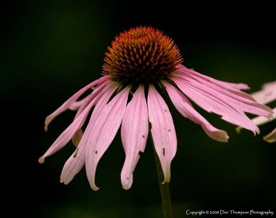 _MG_6517.jpg