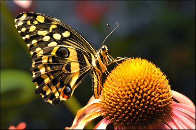 Butterfly 2008