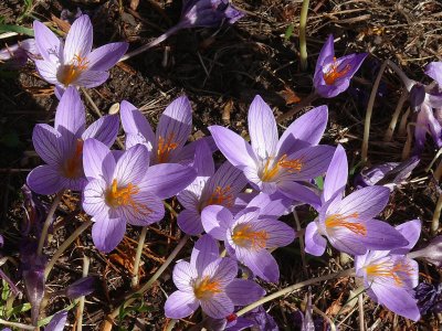 905 Autumn crocuses.jpg