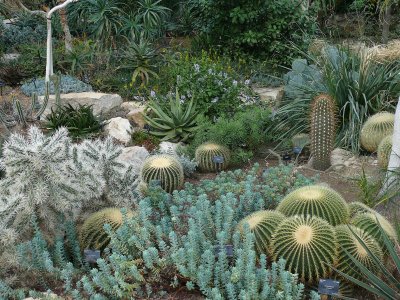 927 Cactus display.jpg