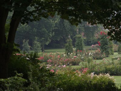 Rose garden - Geophoto