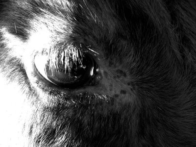 A sun in the cows eye - 730