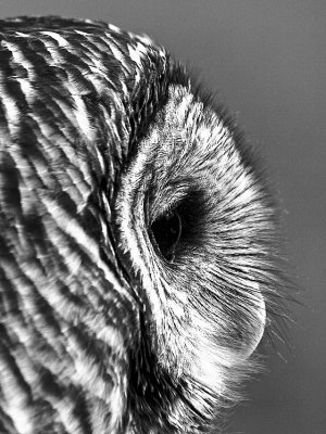 2nd - Barred Owl - Stefan