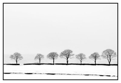2nd - 7 trees near Hartington, Alistair