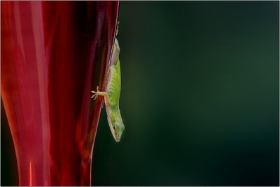 Green Anole by KenC