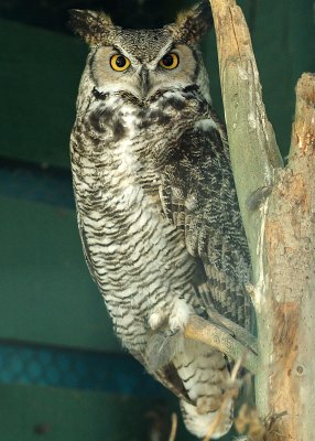 Whooo are you looking at ?  by Don