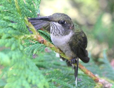 wounded hummingbird - brenda
