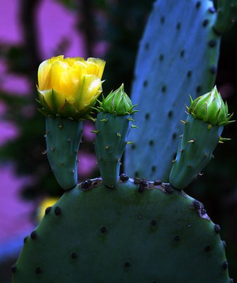 Yellow Cactus Flower - Catman