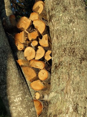 firewood drying in the crotch of a tree - brenda