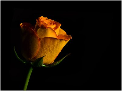 Orange rose - Marc (Cynops)