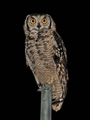 Spotted Eagle Owl (Rufus)