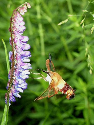 another hummingbird moth - Brenda