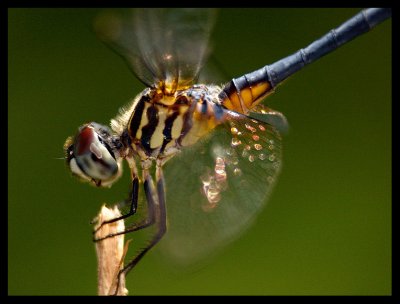 2nd - Sunny Dragonfly  by Brian H Kelly