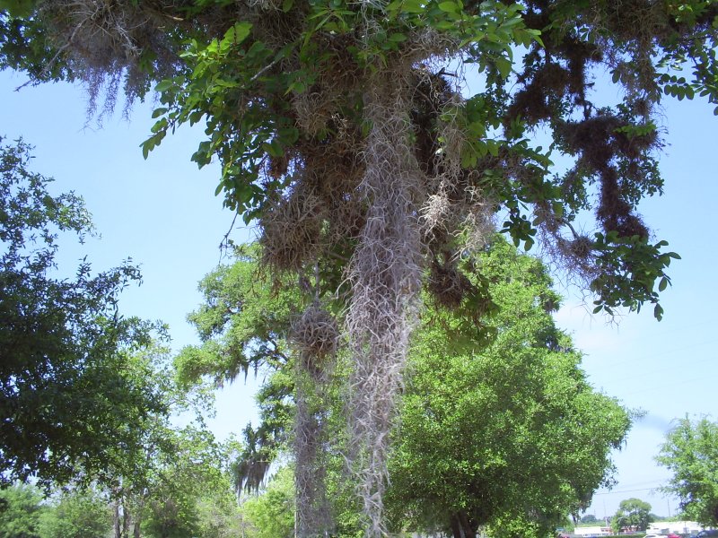 Pele's Hair in Sugar Land