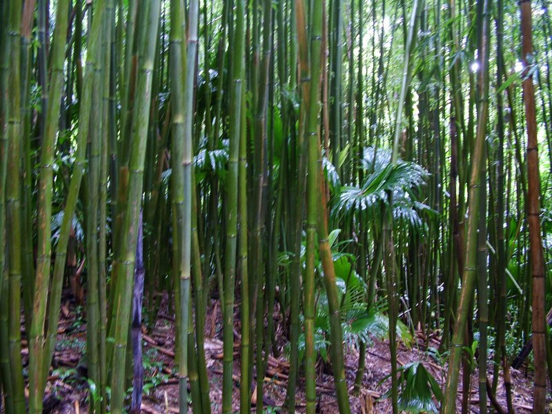DSCF5492.JPG