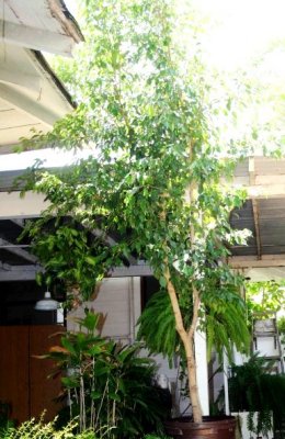 Ficus Tree