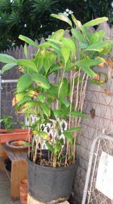 Fishtail Palm