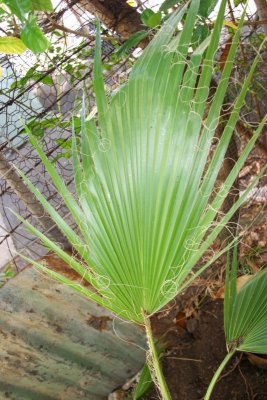 Fan Palm