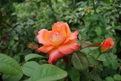 IMGP3554 (Custom).jpg