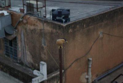 IMGP5539 (Custom).jpg