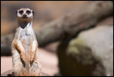 meerkat