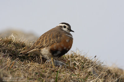 Pluvier guignard - Eurasian Dotterel