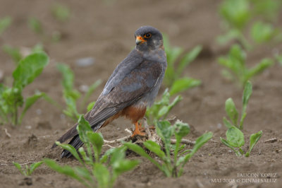 Faucon kobez - Red-footed Falcon