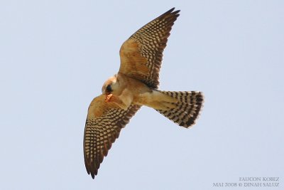 Faucon kobez - Red-footed Falcon