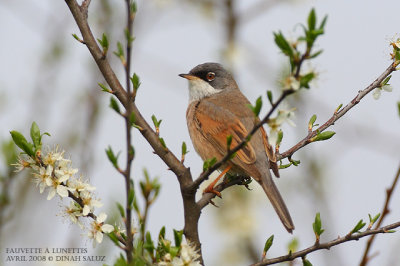 Fauvette  lunettes - Spectacled Warbler