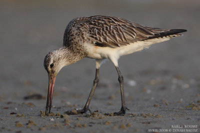 Barge rousse - Bar-tailed Godwit