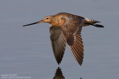 Barge rousse - Bar-tailed Godwit