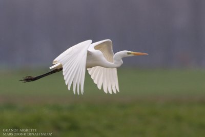 Grande aigrette - Great White Egret