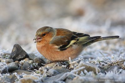 Pinsons des arbres - Common Chaffinch