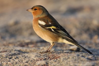 Pinsons des arbres - Common Chaffinch