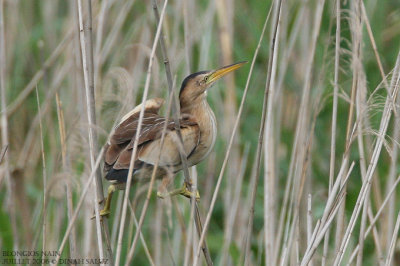 Blongios nain - Little Bittern