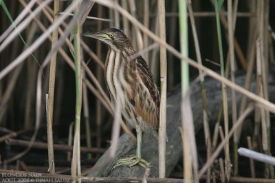 Blongios nain - Little Bittern