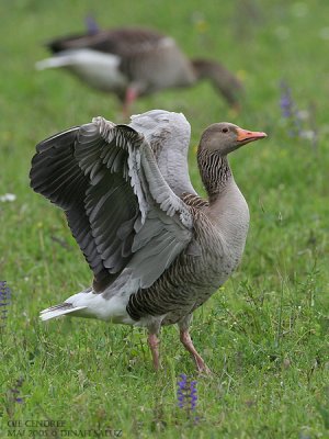 Oie cendre - Greylag Goose