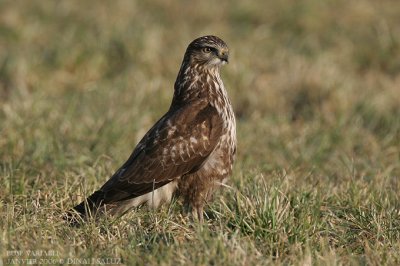 Buse variable - Common Buzzard