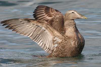 Eider  duvet - Common Eider