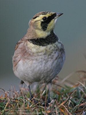 Alouette-haussecol - Horned Lark