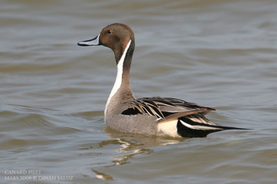 Canard pilet - Pintail